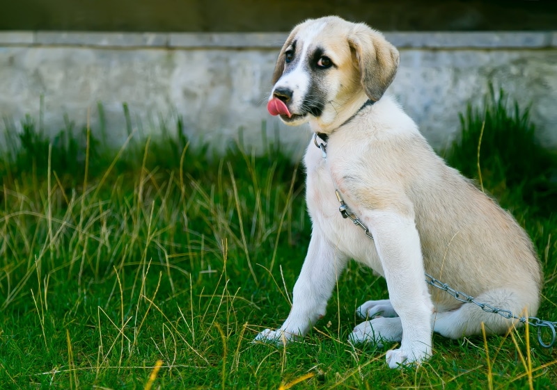 anqatolian shepherd puppy