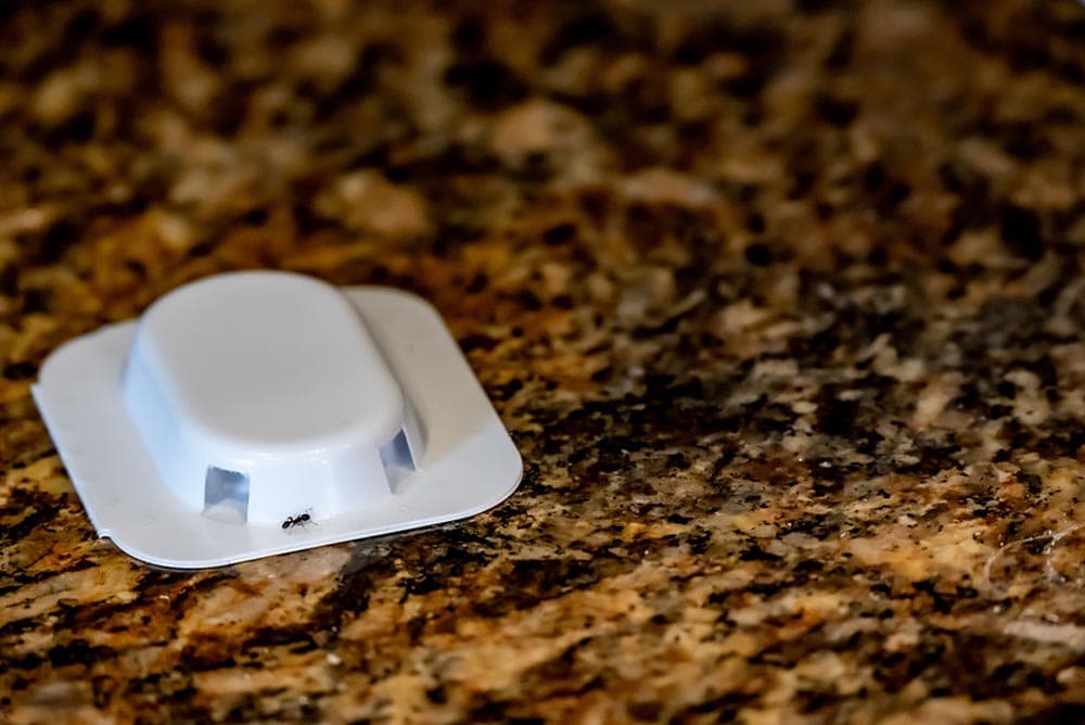 ant trap on kitchen countertop