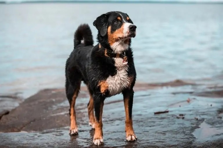 appenzeller mountain dog_Shutterstock_Len Kurtze