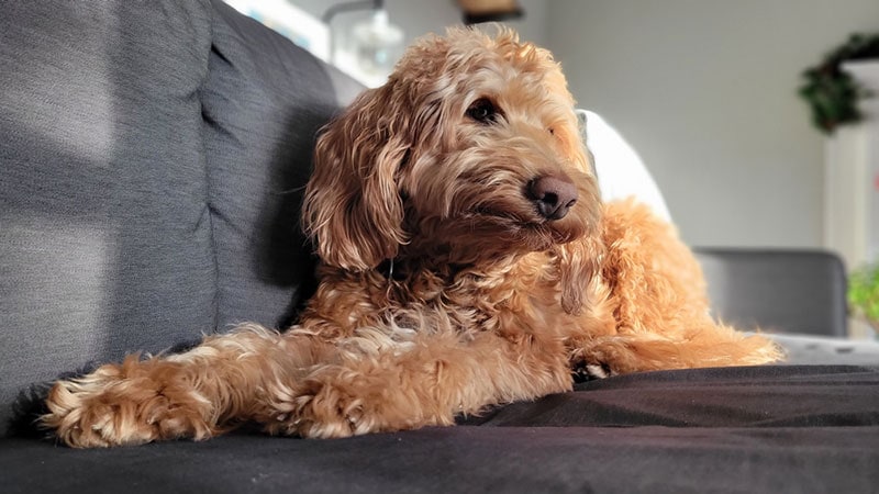 apricot goldendoodle dog lying on the couch