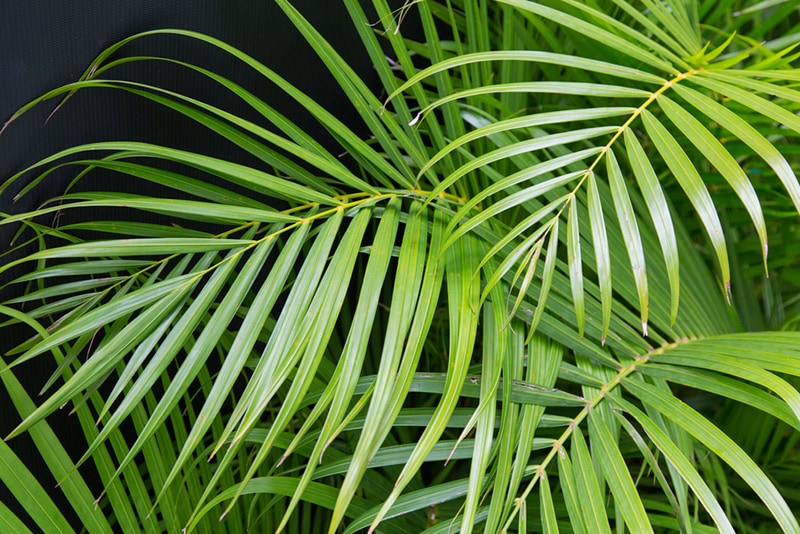 areca palm plant