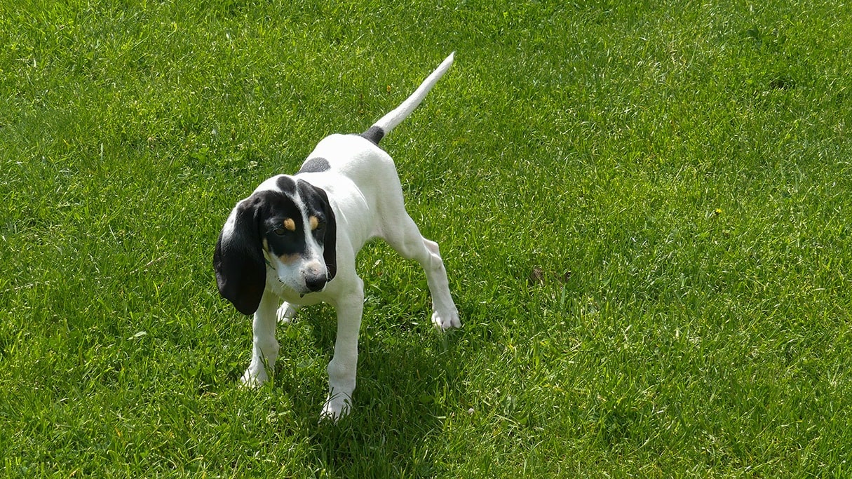 ariegeois puppy in the grass
