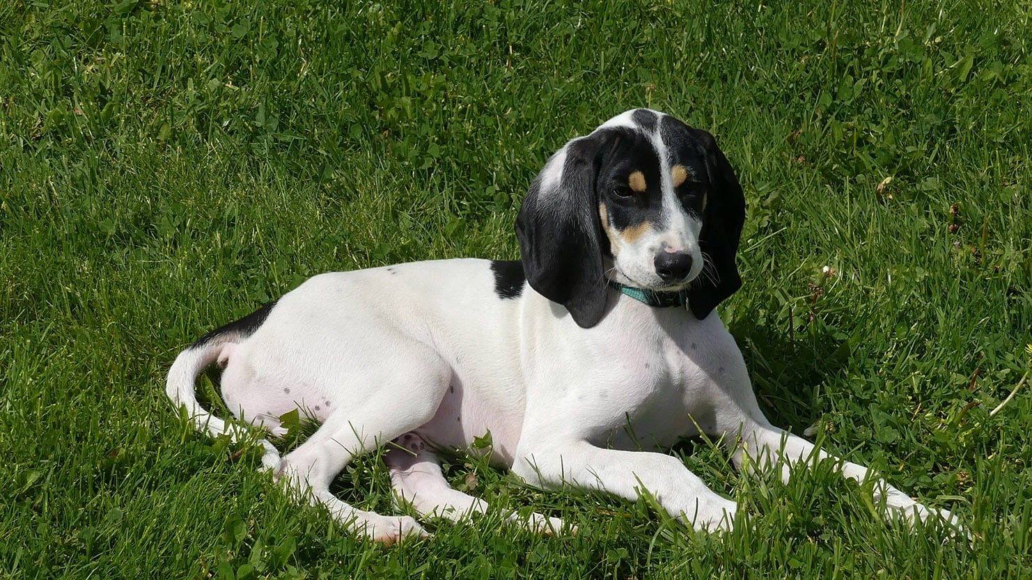 ariegeois puppy