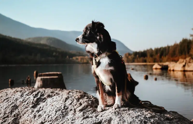 aussie dog outdoors