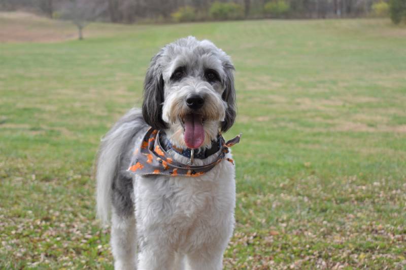 aussiedoodle australian shepherd poodle dog lawn bandana meadow