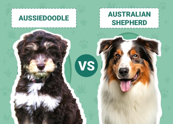 aussiedoodle-vs-australian-shepherd