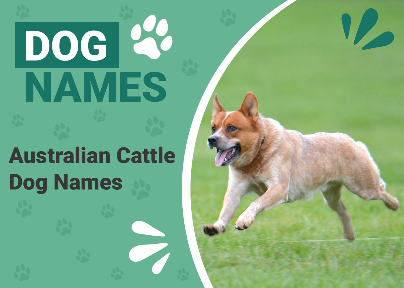 Australian Cattle Names