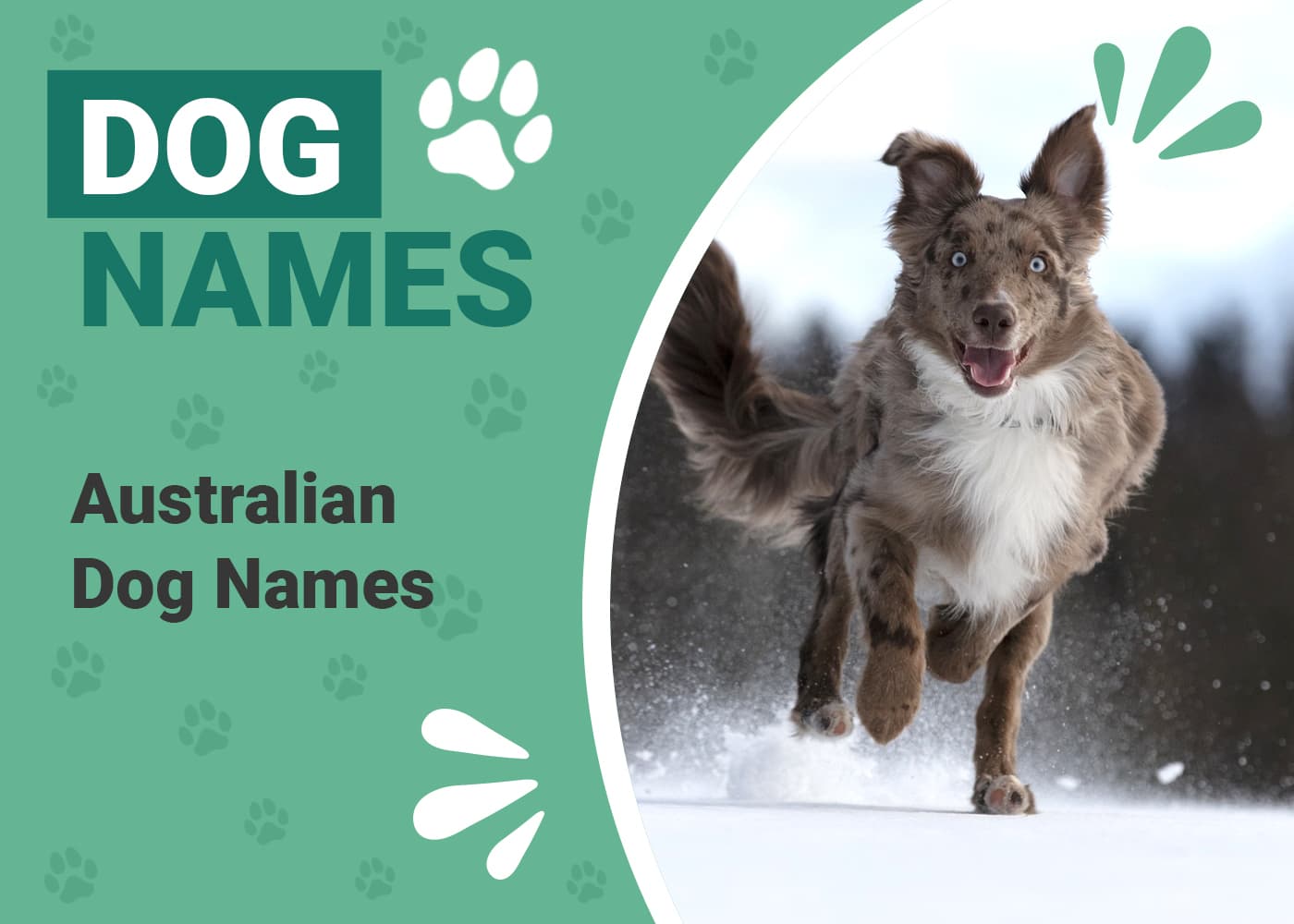 Australian Dog Names
