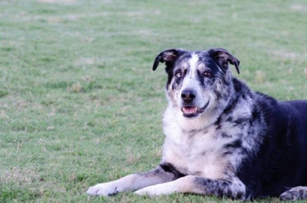 australian german shepherd_Shutterstock_Shannon A Moseley