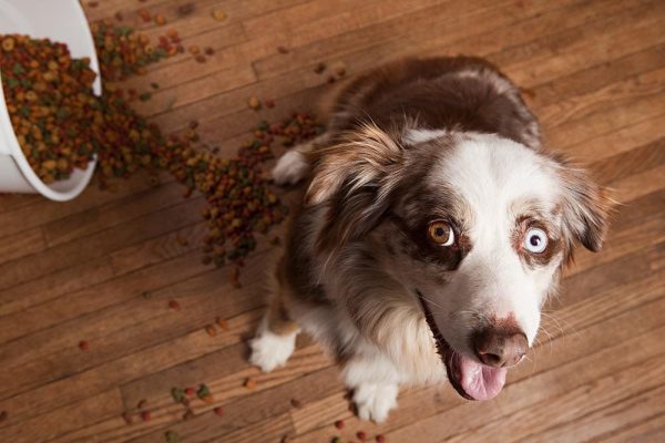 Australian husky tipped dog food container