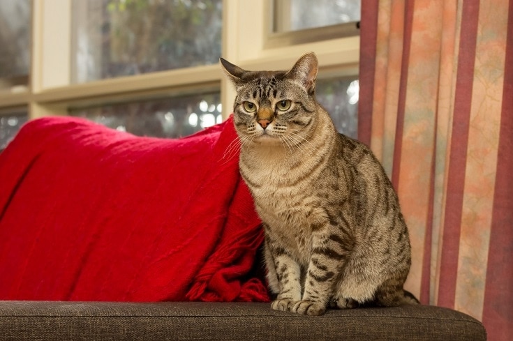 australian mist cat sitting on the couch