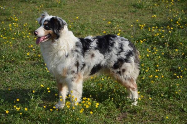 australian sheperd dog looking away outdoors