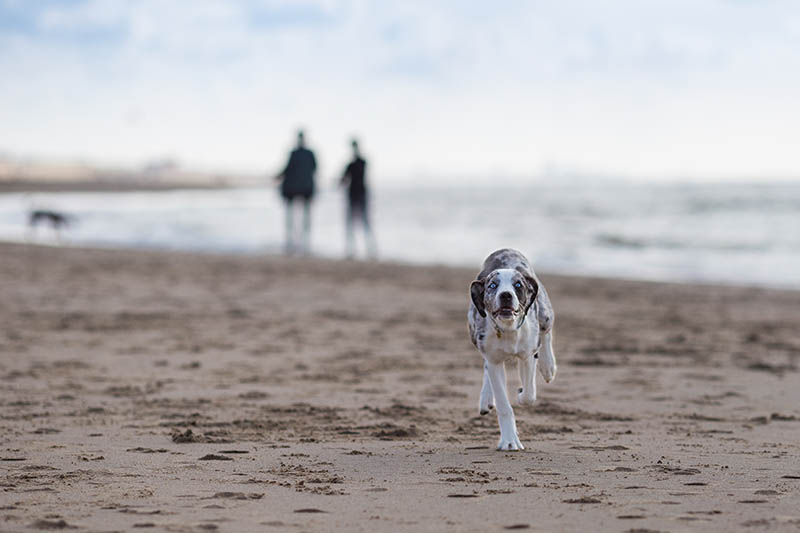 australian shepherd dalmatian mix dog running at the beach