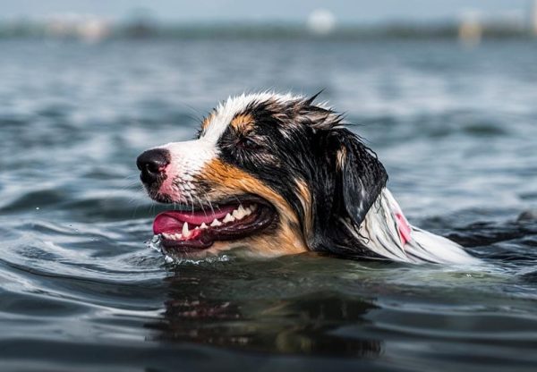australian shepherd dog going for a swim
