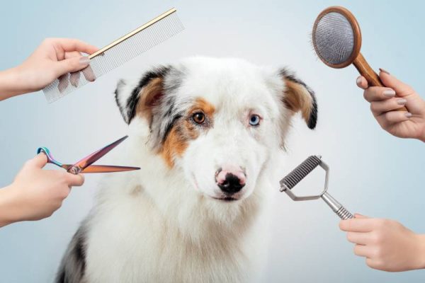 australian shepherd dog in a salon about to be groomed