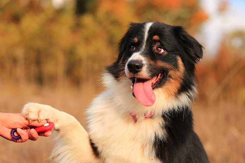 australian shepherd dog in training