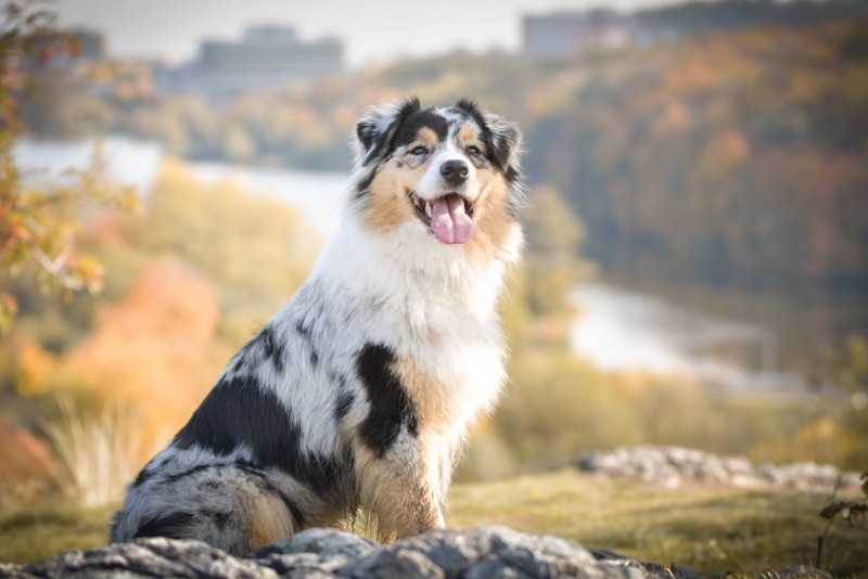 australian shepherd dog sitting outdoor in the nature