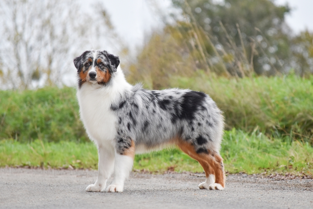 australian shepherd dog stands sideways in full growth