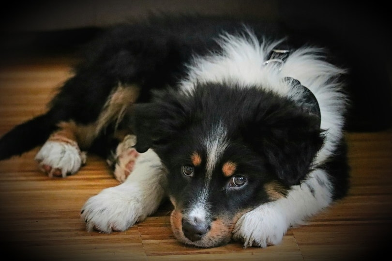 australian-shepherd dog_Thomas G._Pixabay