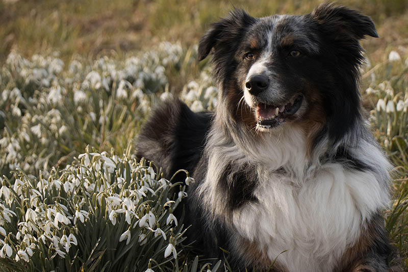 australian shepherd on the grass