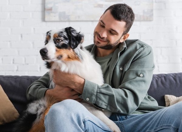 australian shepherd sitting on his owner's lap