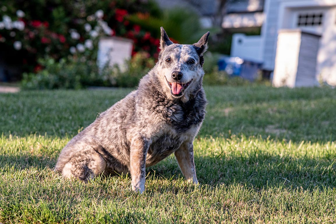 Australian Stumpy Tail Cattle Dog