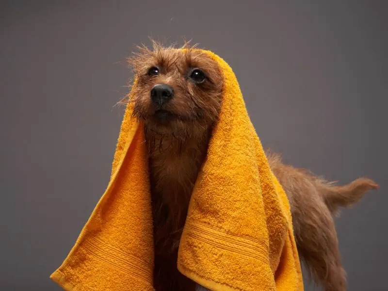 australian terrier dog