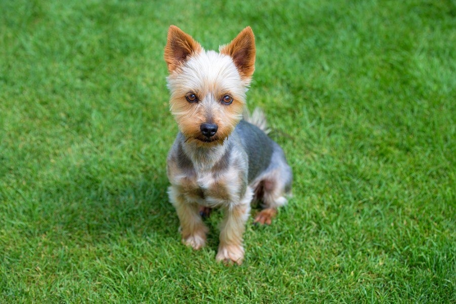 Australian Terrier