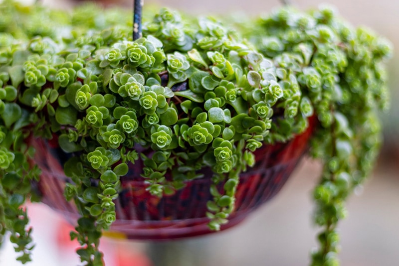 baby tears plant