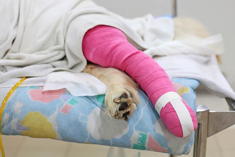 back leg of a dog covered with pink bandage