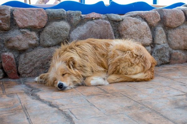 baladi sleep dog_Quisquilia_shutterstock