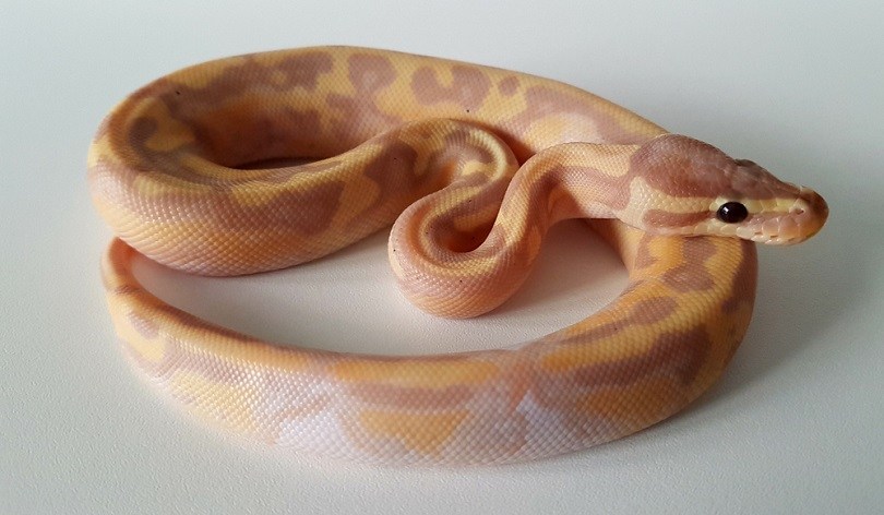 banana pied royal python hatchling snake_Deb Davis_shutterstock