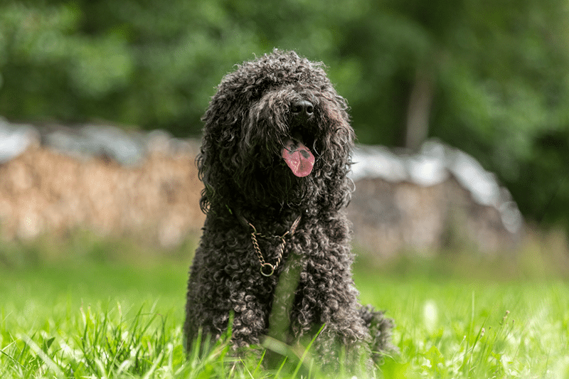 barbet dog