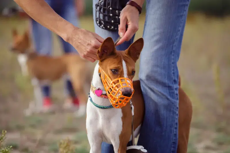 basenji dog muzzled for a run outdoors