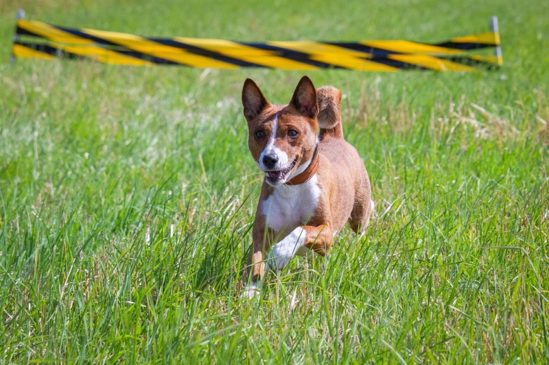 basenji dog running