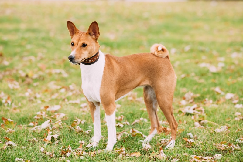 basenji dog standing on grass