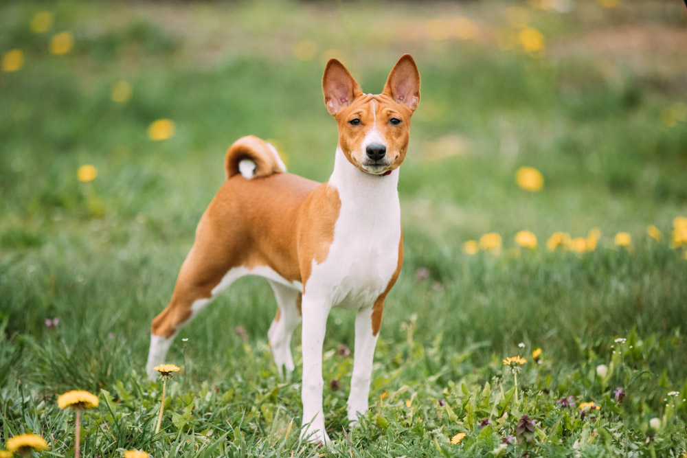 basenji dog standing on the field