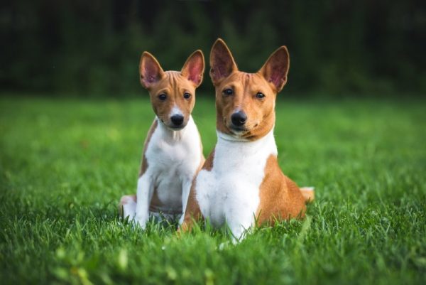 basenji dogs on the grass