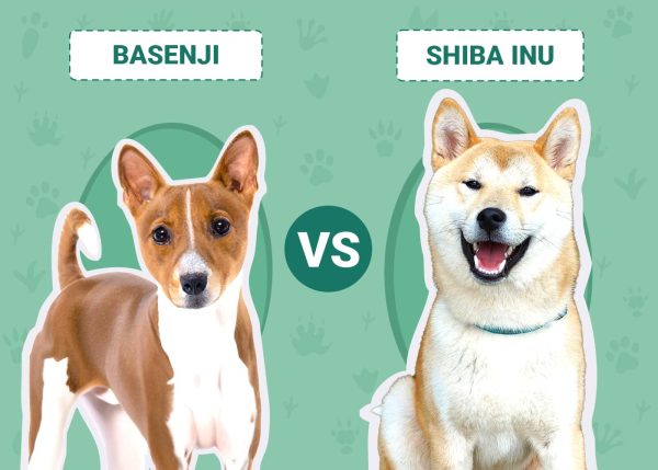 Basenji vs. Shiba Inu