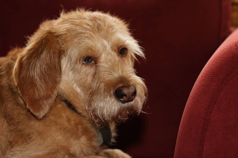 basset fauve de bretagne
