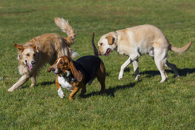 Basset hound, golden retriever and labrador retriever at an off leash park