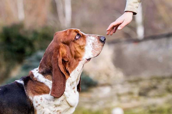 basset hound training