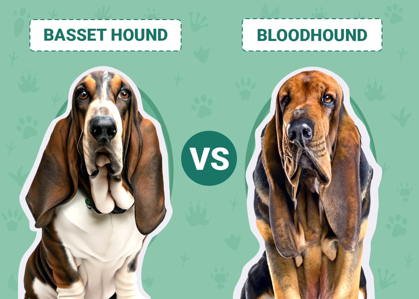 Basset Hound vs Bloodhound