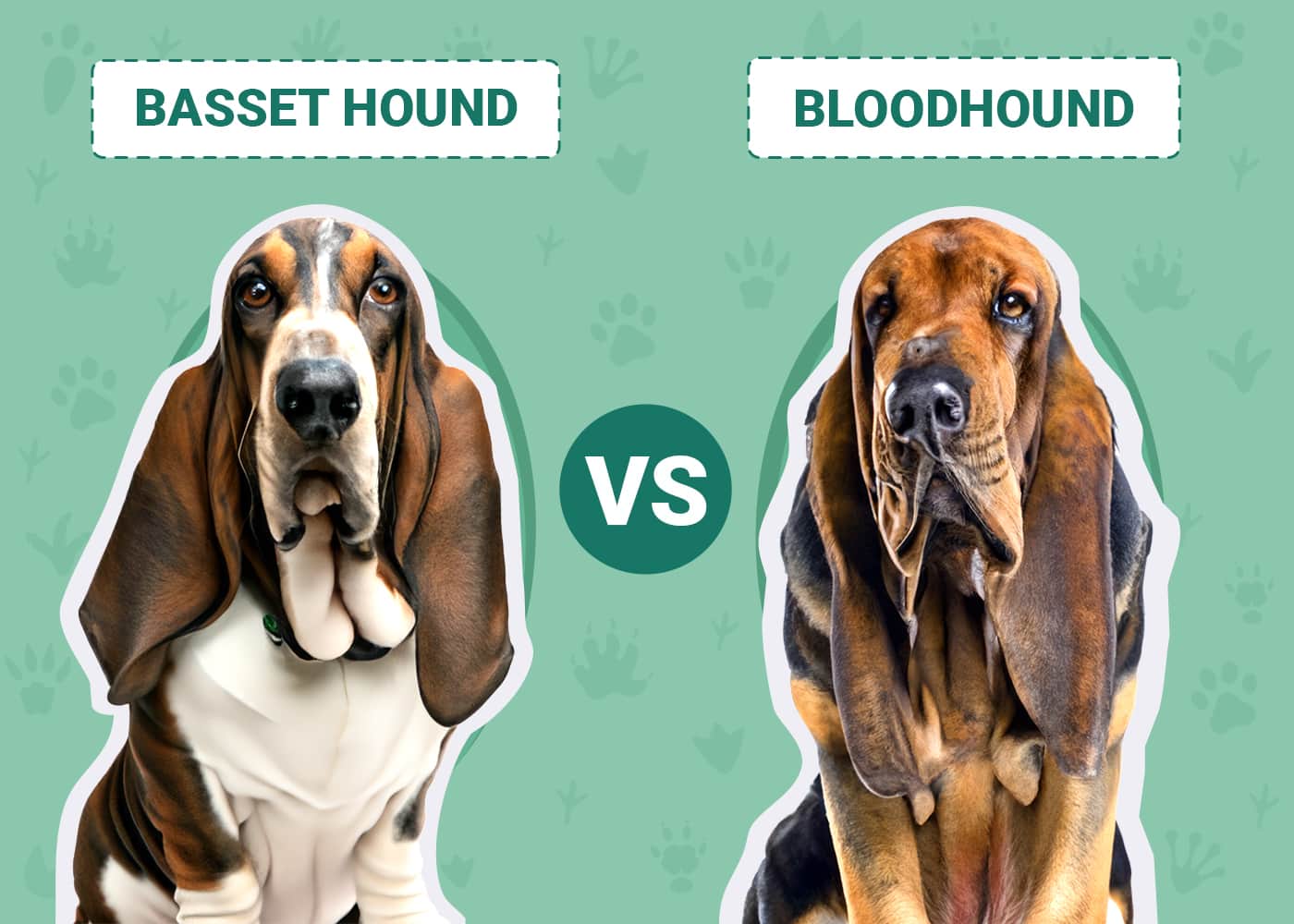 Basset Hound vs Bloodhound Notable Differences (With Pictures) Dogster