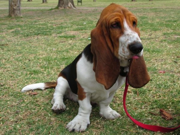 basset hound sitting in grass