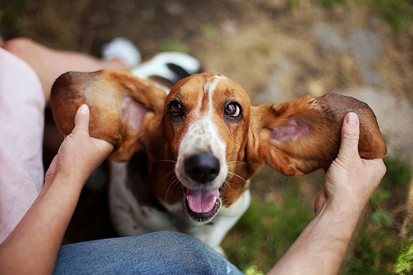 basset-hound_siberian-spring_shutterstock