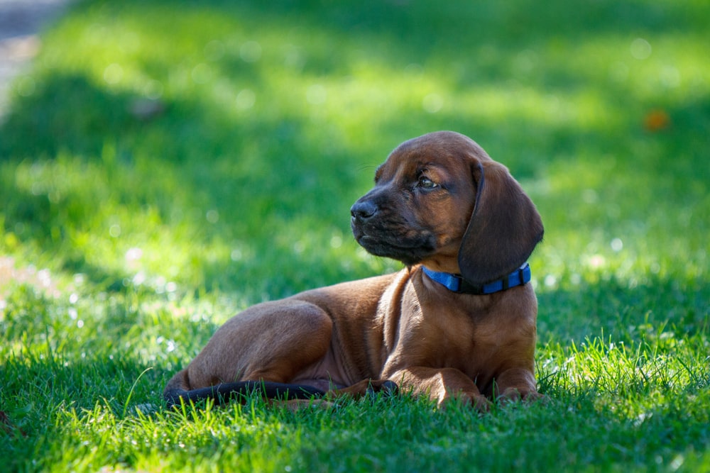 bavarian mountain hound puppy in the grass outside