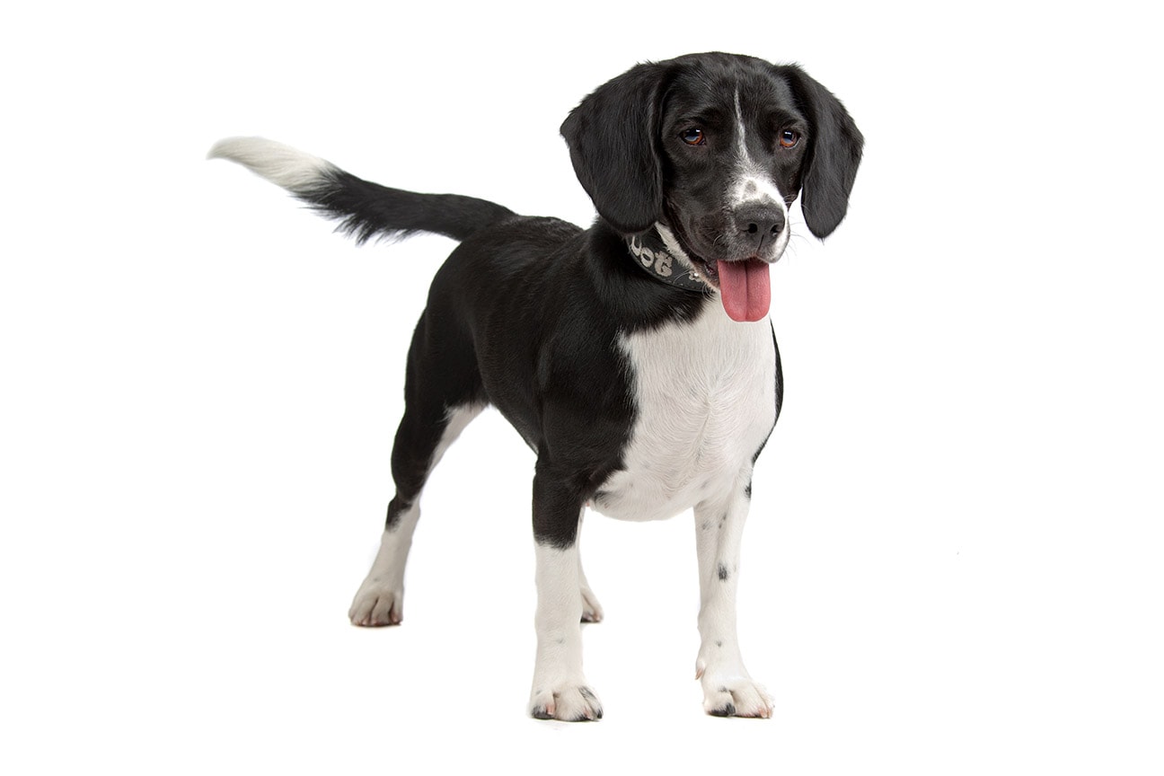 beagle cocker mix