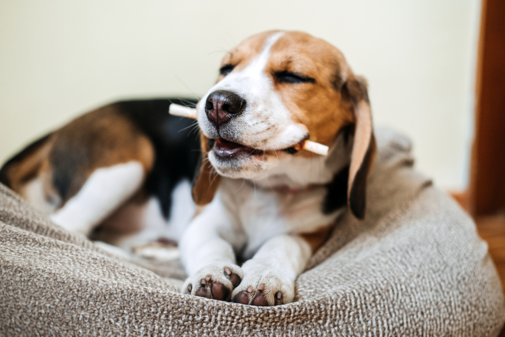 beagle dog chewing some treats