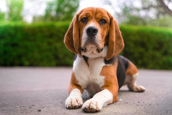 beagle dog crawling